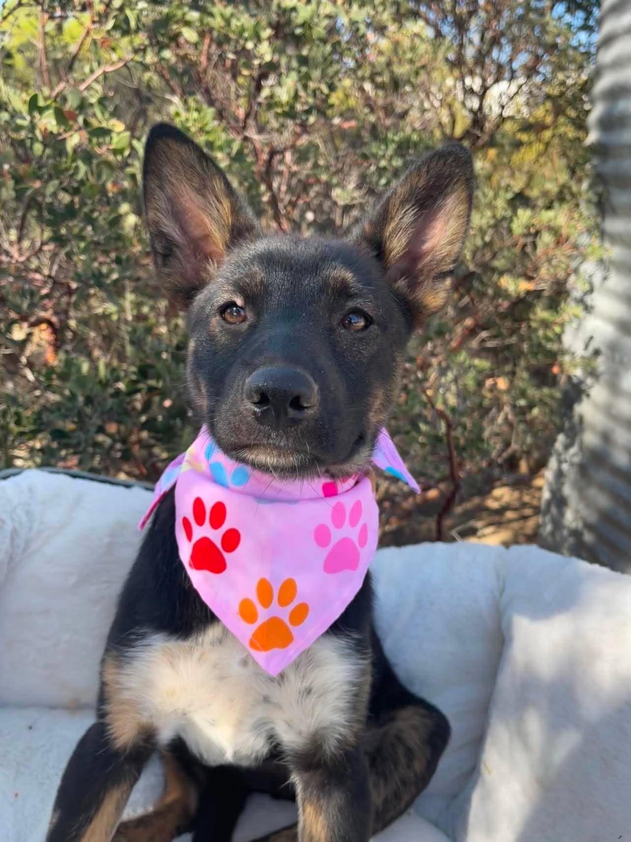 Enlarge Tarte, a ADOPTABLE mixed breed in Anza, CA image 1/6