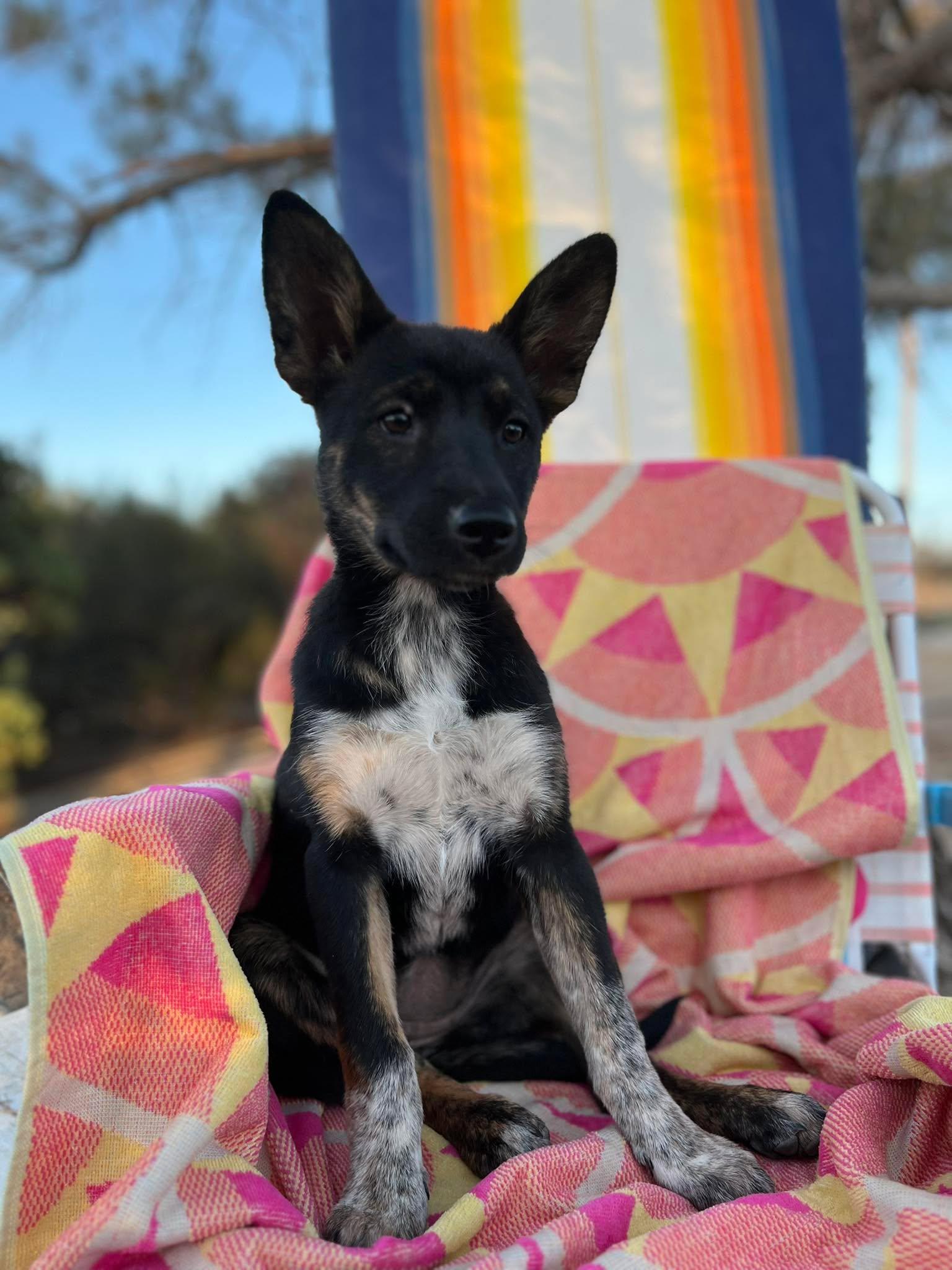 Enlarge Tarte, a ADOPTABLE mixed breed in Anza, CA image 4/6