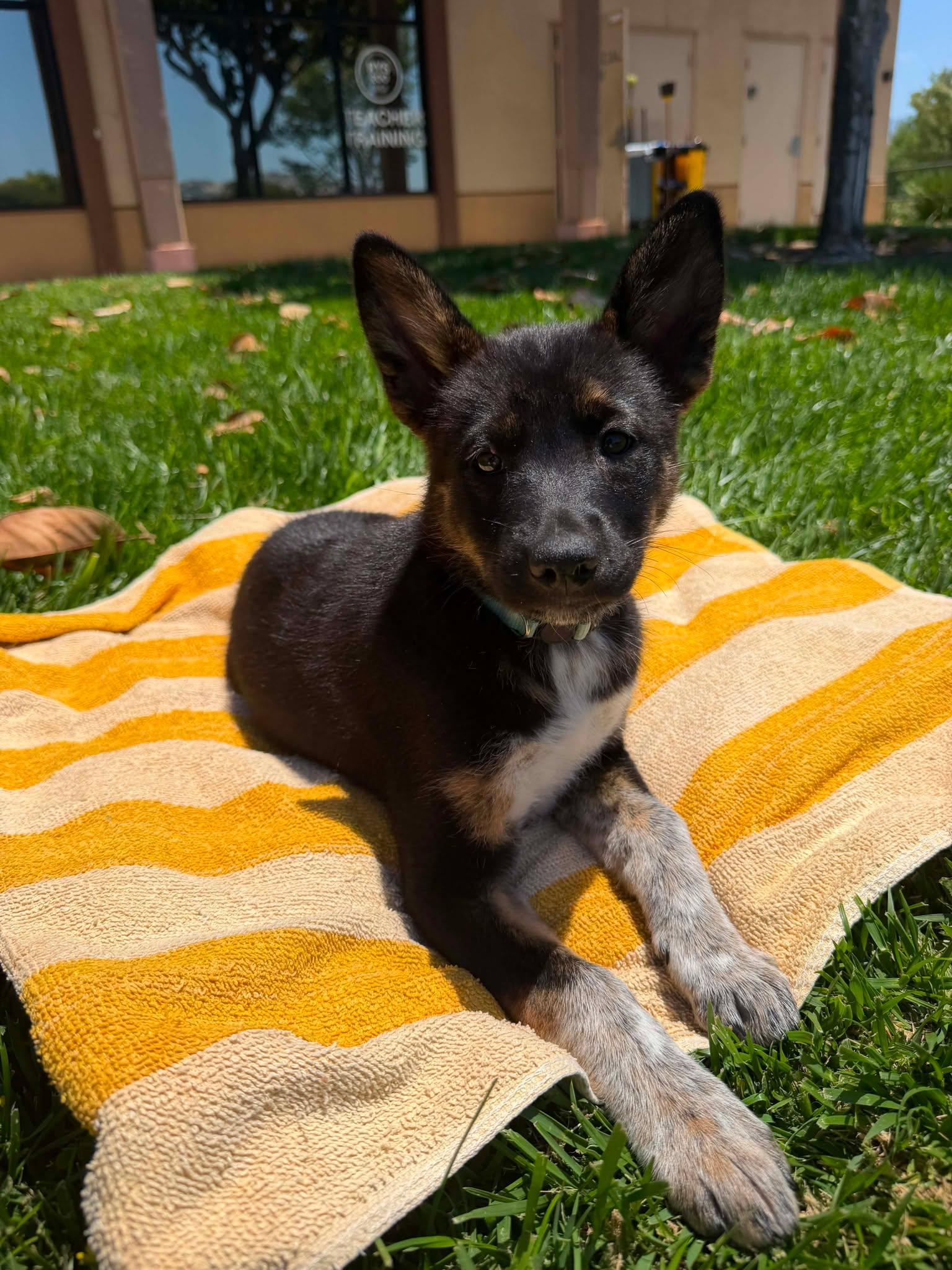 Enlarge Tarte, a ADOPTABLE mixed breed in Anza, CA image 1/5