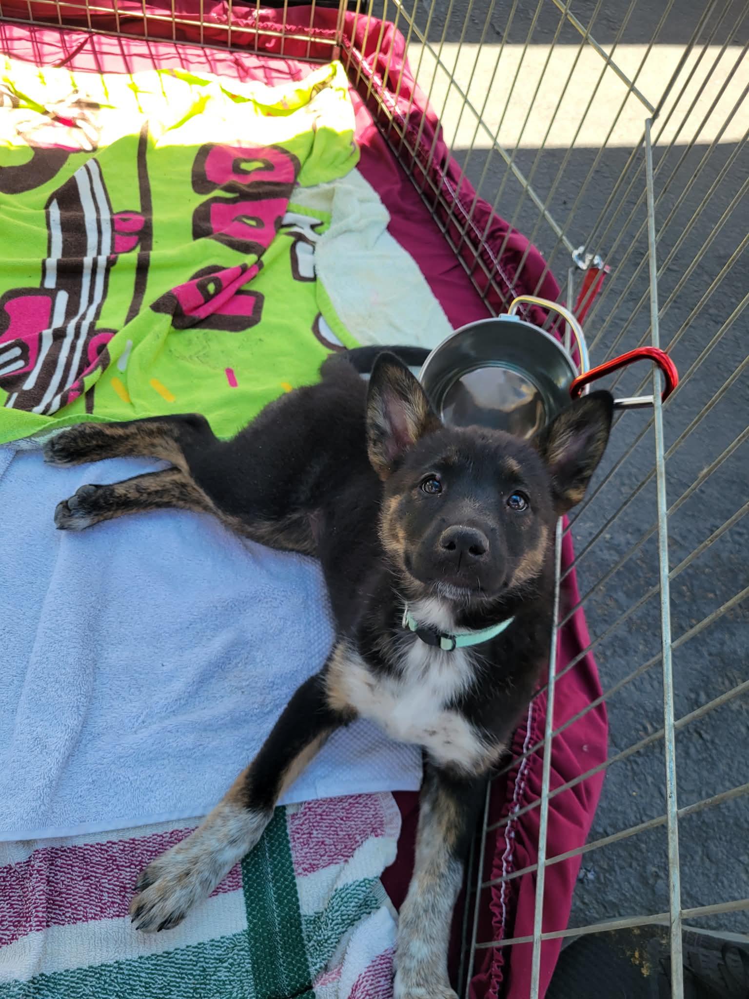 Enlarge Tarte, a ADOPTABLE mixed breed in Anza, CA image 3/5