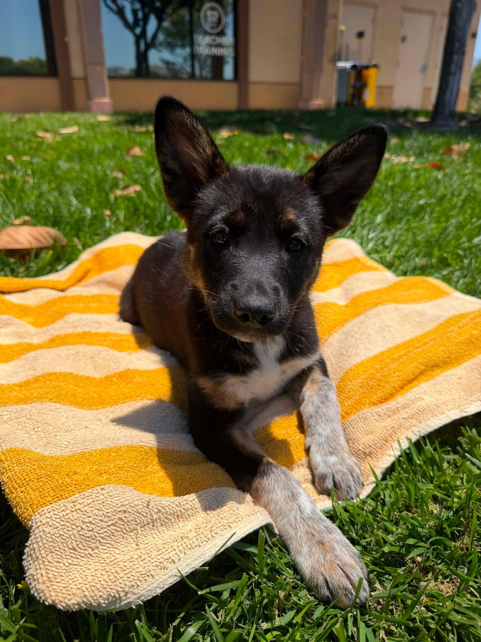 Enlarge Tarte, a ADOPTABLE mixed breed in Anza, CA image 5/5