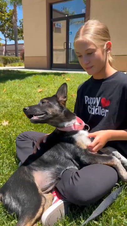 Enlarge Tarte, a ADOPTABLE mixed breed in Anza, CA video 6/6