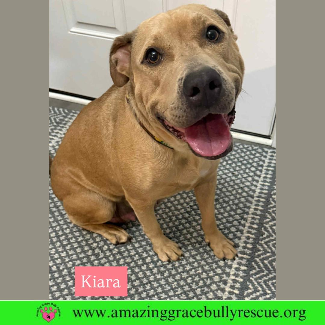 Enlarge Kiara, a Adoptable Labrador Retriever in Pensacola, FL image 1/2