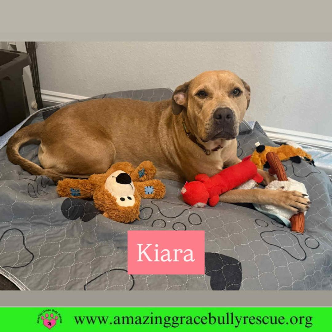 Enlarge Kiara, a Adoptable Labrador Retriever in Pensacola, FL image 2/2