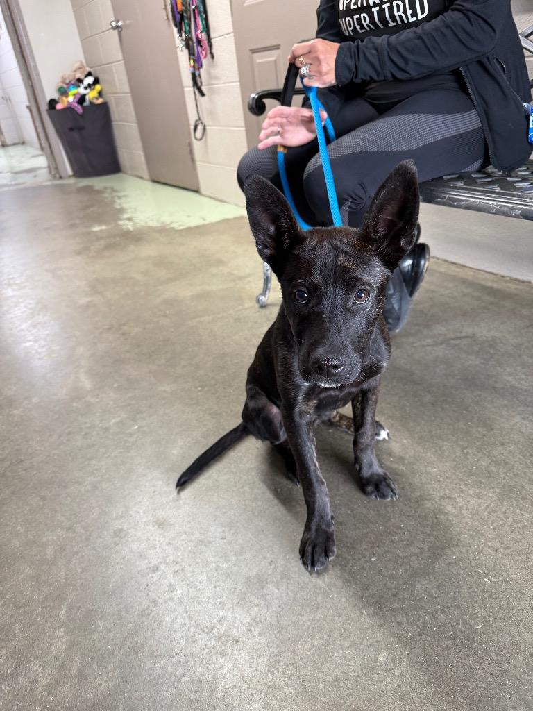 Helix, Adopted, Young Male Mixed Breed.