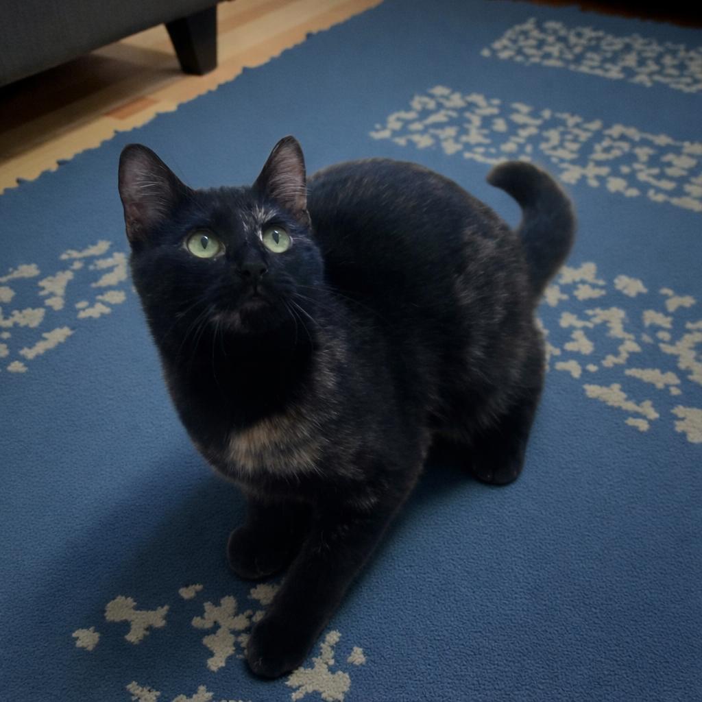 Harlee — A Shy Girl Whose Joy Comes Out in Play, a Adoptable mixed breed in Hillsboro, TX image 5/6