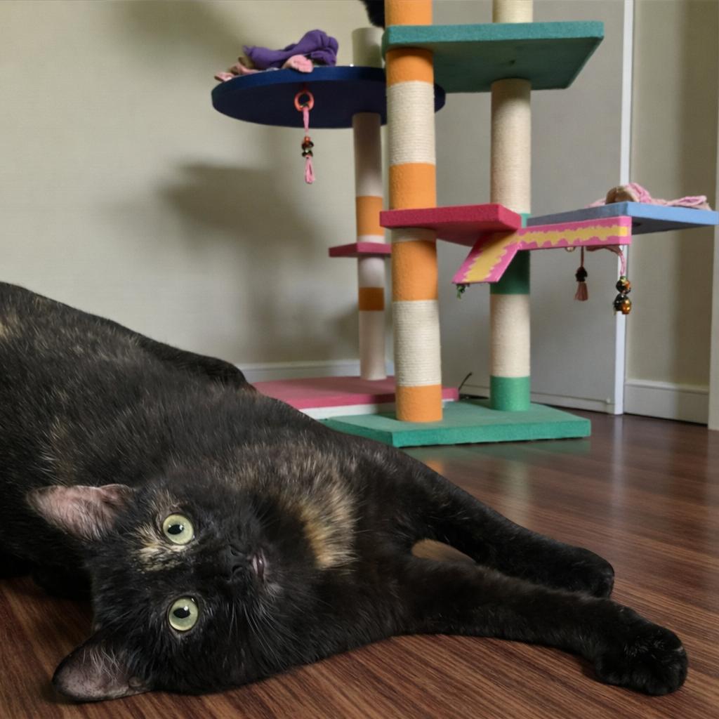 Harlee — A Shy Girl Whose Joy Comes Out in Play, a Adoptable mixed breed in Hillsboro, TX image 3/6