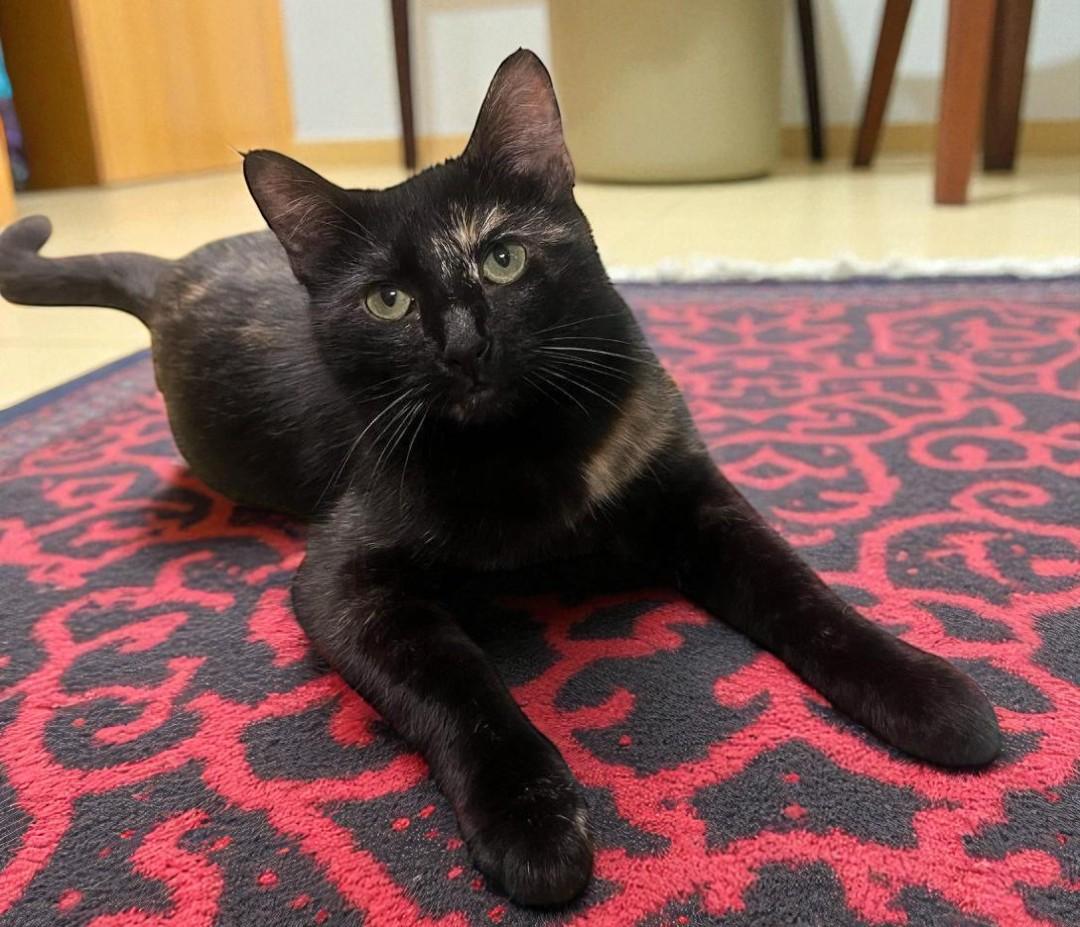 Harlee — A Shy Girl Whose Joy Comes Out in Play, a Adoptable mixed breed in Hillsboro, TX image 2/6