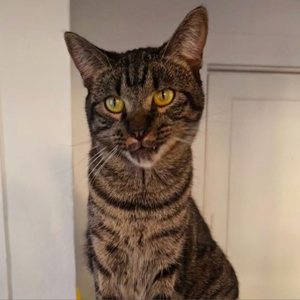 Pretty Boy, Adoptable, Adult Male Domestic Short Hair.