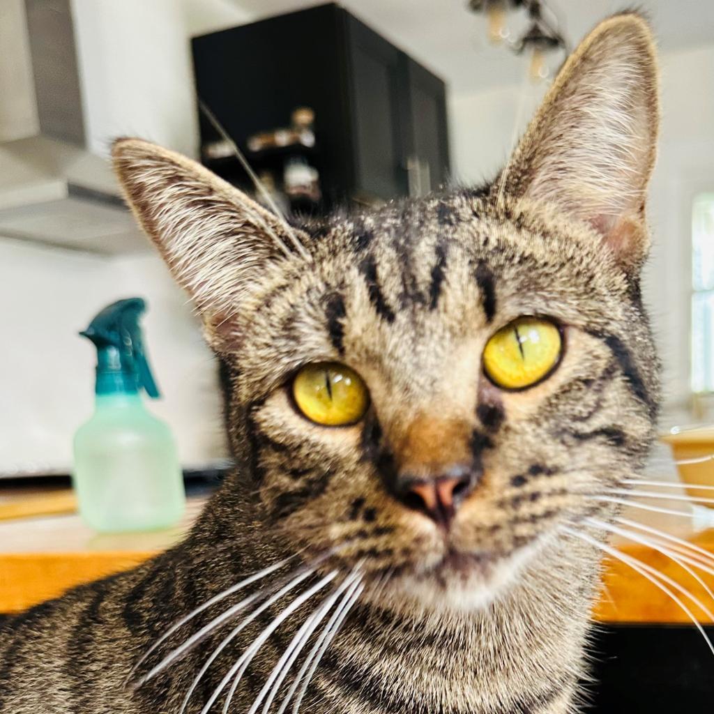 Pretty Boy, Adoptable, Adult Male Domestic Short Hair.