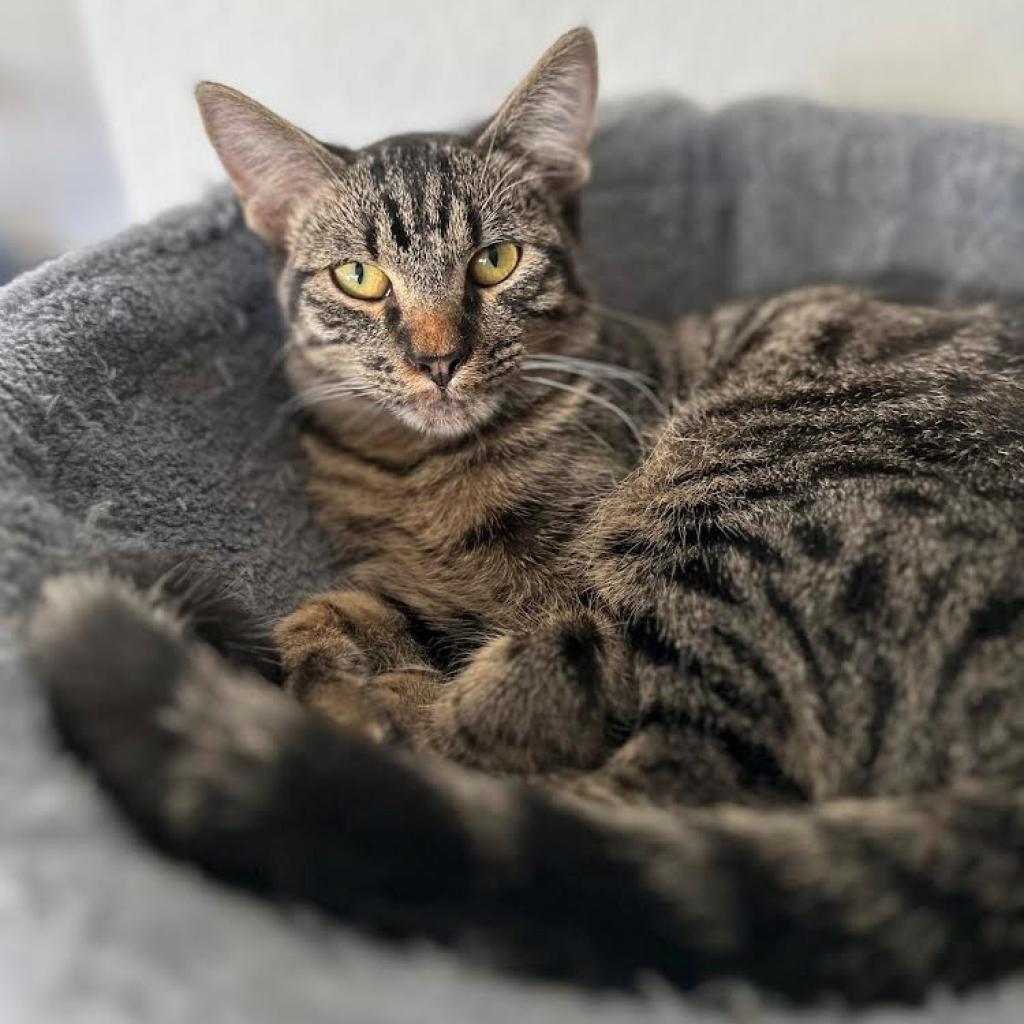 Enlarge Pretty Boy, a Adoptable mixed breed in Fort Worth, TX image 2/4