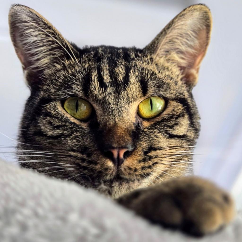 Enlarge Pretty Boy, a Adoptable mixed breed in Fort Worth, TX image 3/4