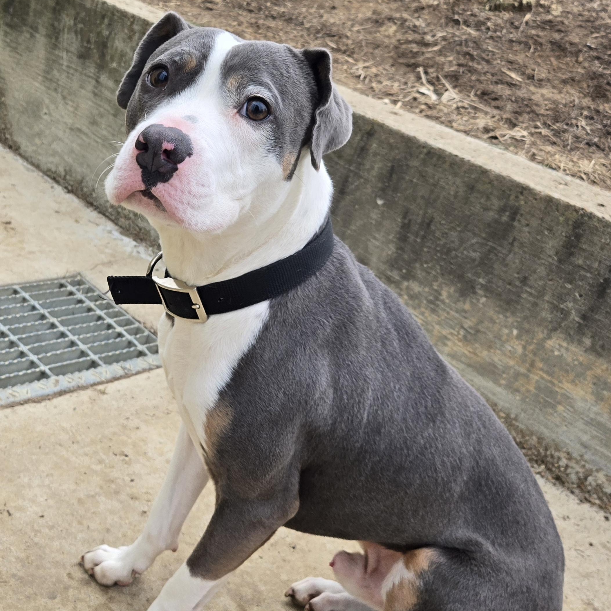 Ryu, ADOPTABLE, Young Male Pit Bull Terrier & Terrier.