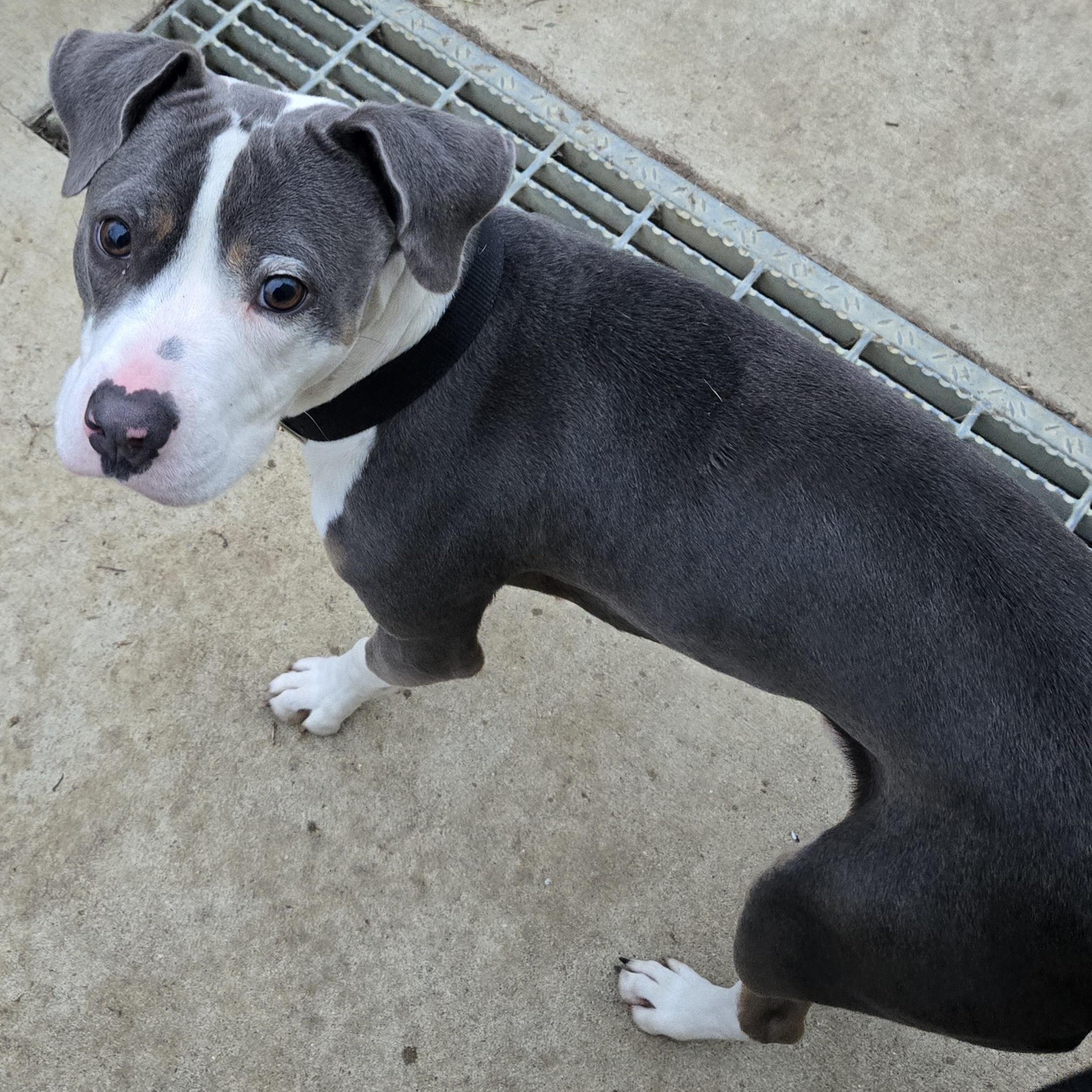 Enlarge Ryu, a ADOPTABLE mixed breed in Keokuk, IA image 4/5