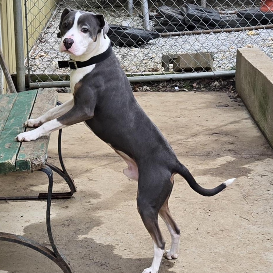 Enlarge Ryu, a ADOPTABLE mixed breed in Keokuk, IA image 5/5