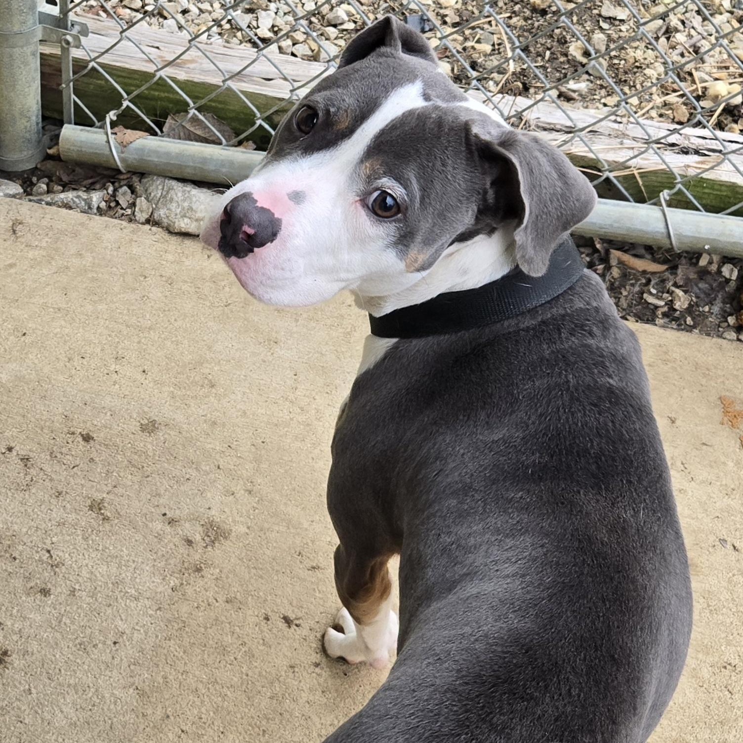 Enlarge Ryu, a ADOPTABLE mixed breed in Keokuk, IA image 3/5