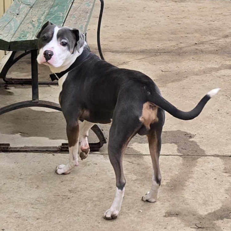 Enlarge Ryu, a ADOPTABLE mixed breed in Keokuk, IA image 2/5