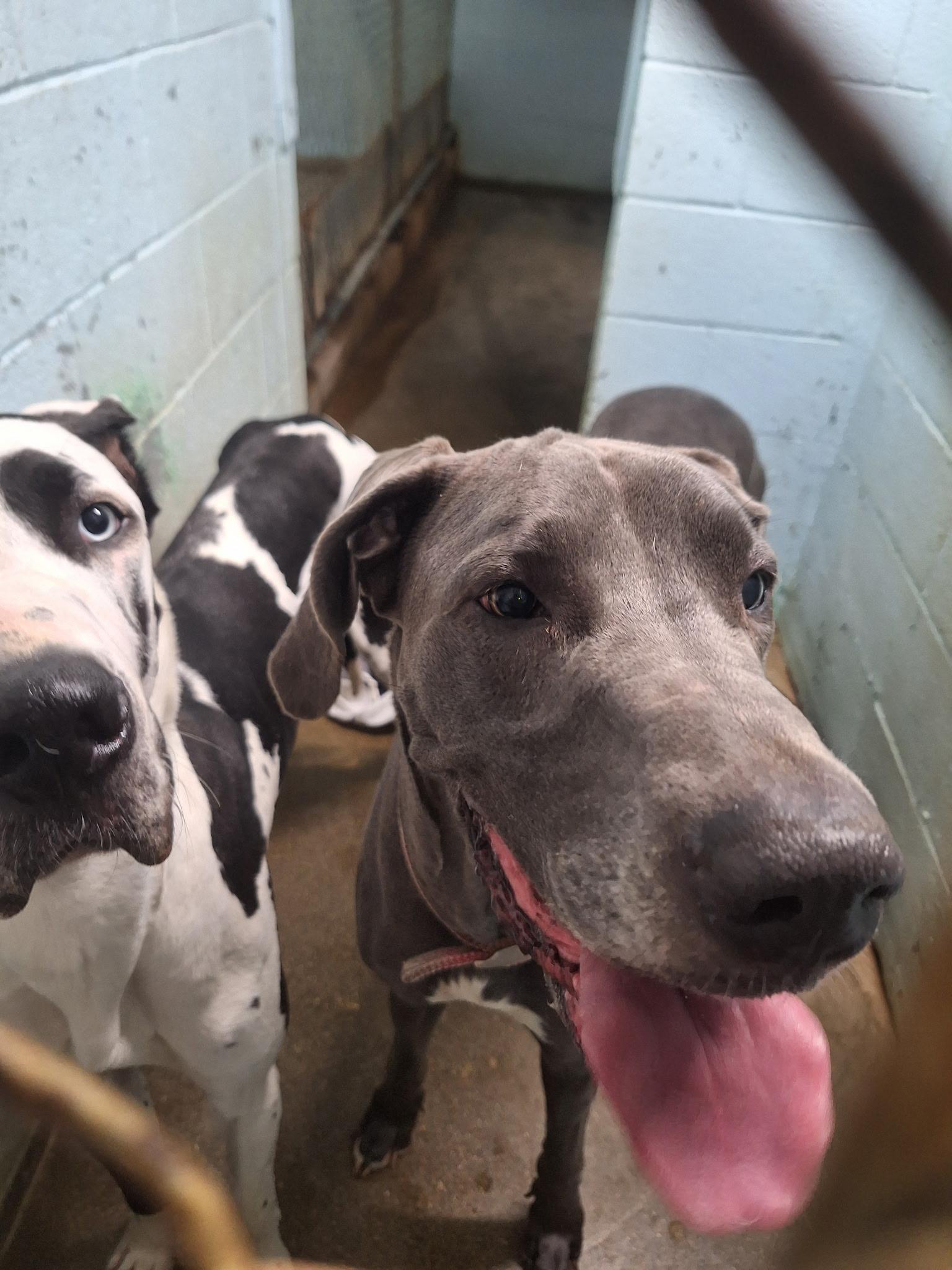 Lucy, Adult Female Great Dane