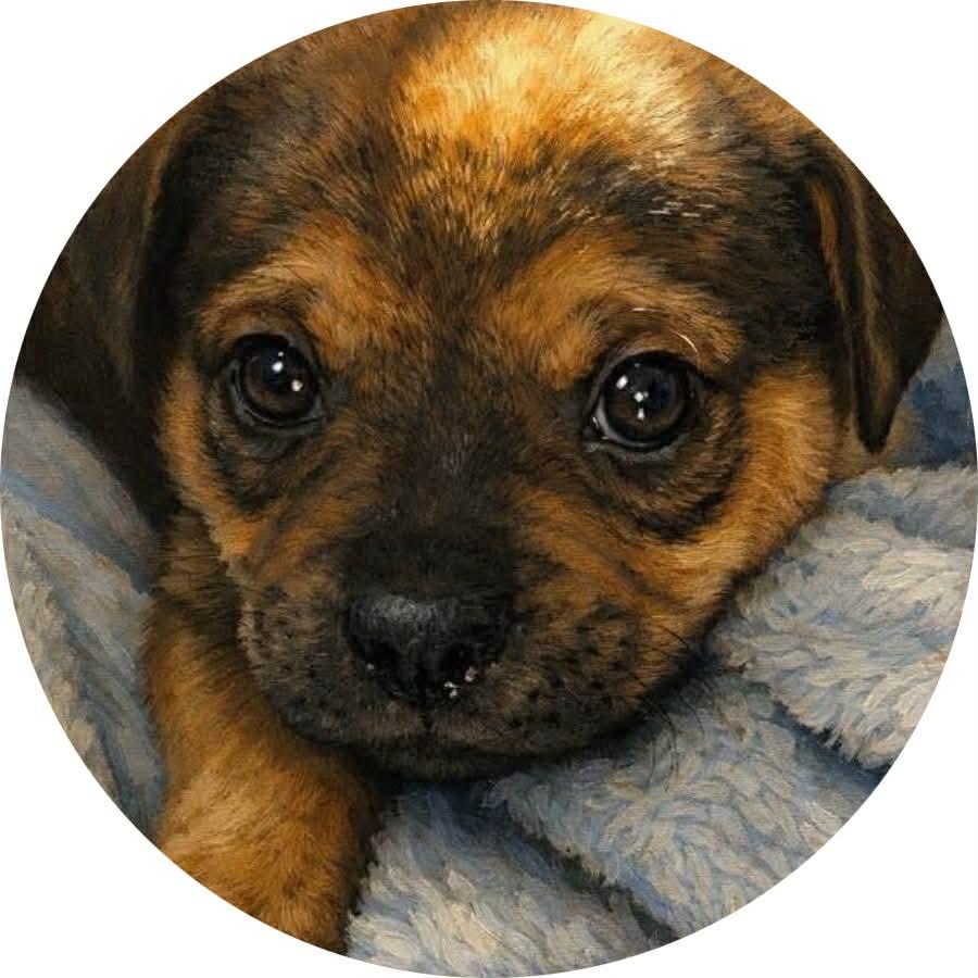 Enlarge Kalley, a ADOPTABLE mixed breed in Billerica, MA image 1/6