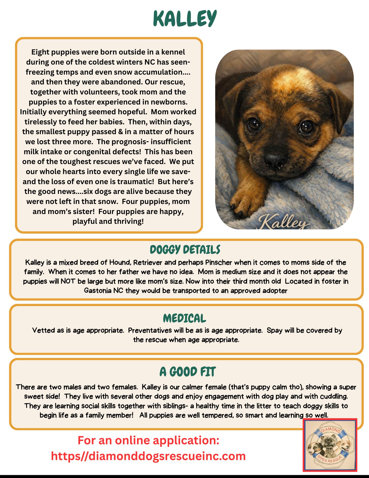 Enlarge Kalley, a ADOPTABLE mixed breed in Billerica, MA image 2/6