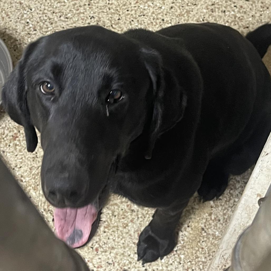 Enlarge Remington, a Adoptable Black Labrador Retriever in Donalsonville, GA image 1/2