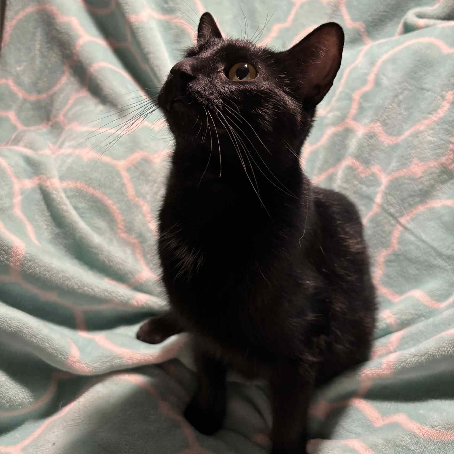 Lacey, a Adoptable Domestic Short Hair in Martinsville, IN image 2/3