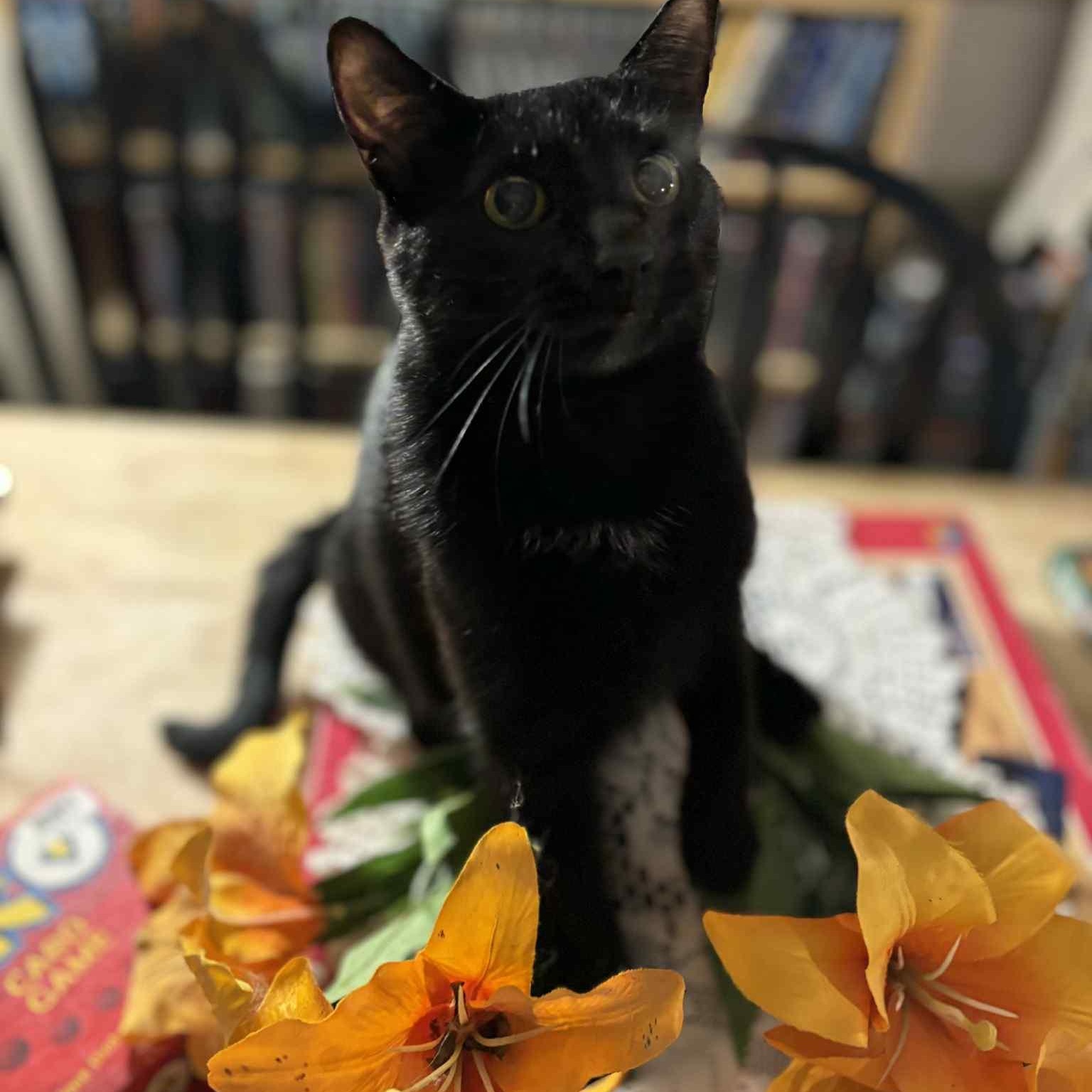 Lacey, Adoptable, Adult Female Domestic Short Hair.