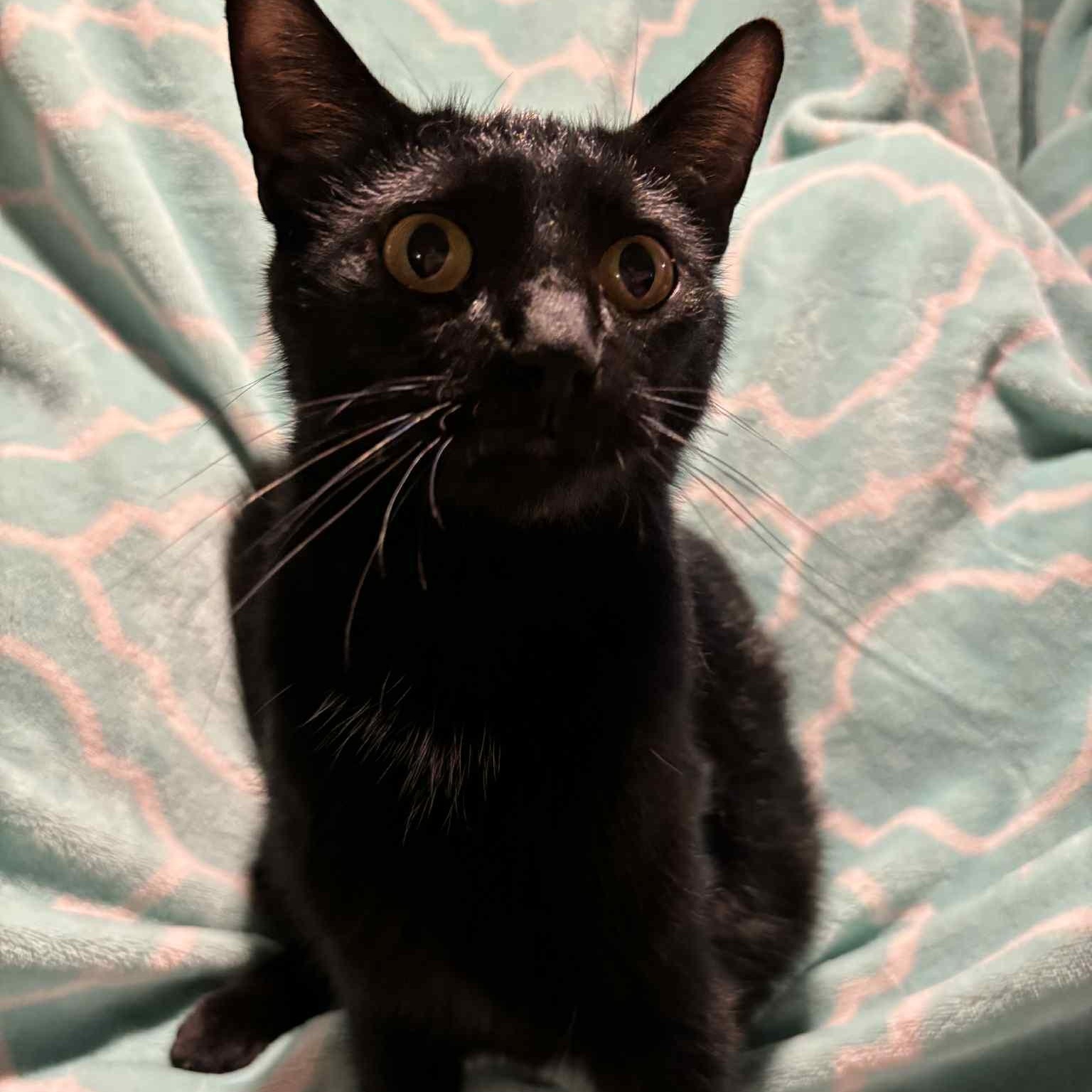 Lacey, a Adoptable Domestic Short Hair in Martinsville, IN image 3/3