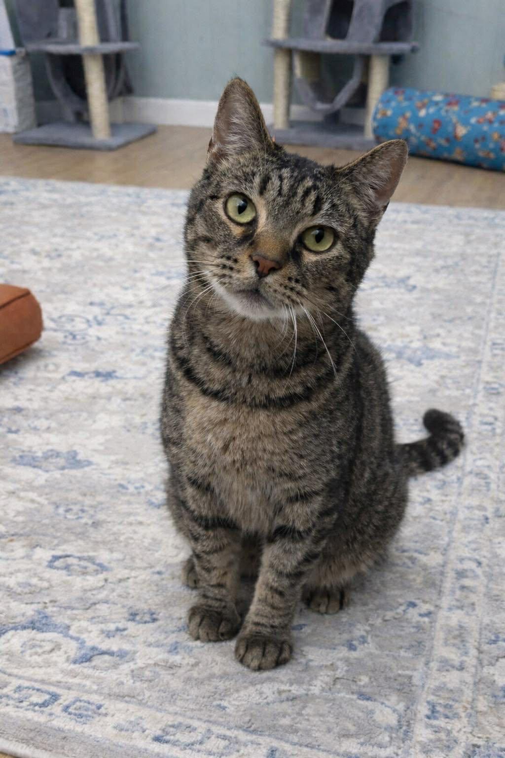 Enlarge Loki, a ADOPTABLE Tabby in Millington, TN image 1/1