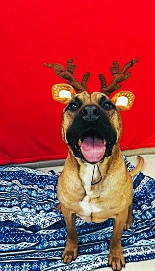 Tye- #48974, Adoptable, Adult Male Presa Canario.