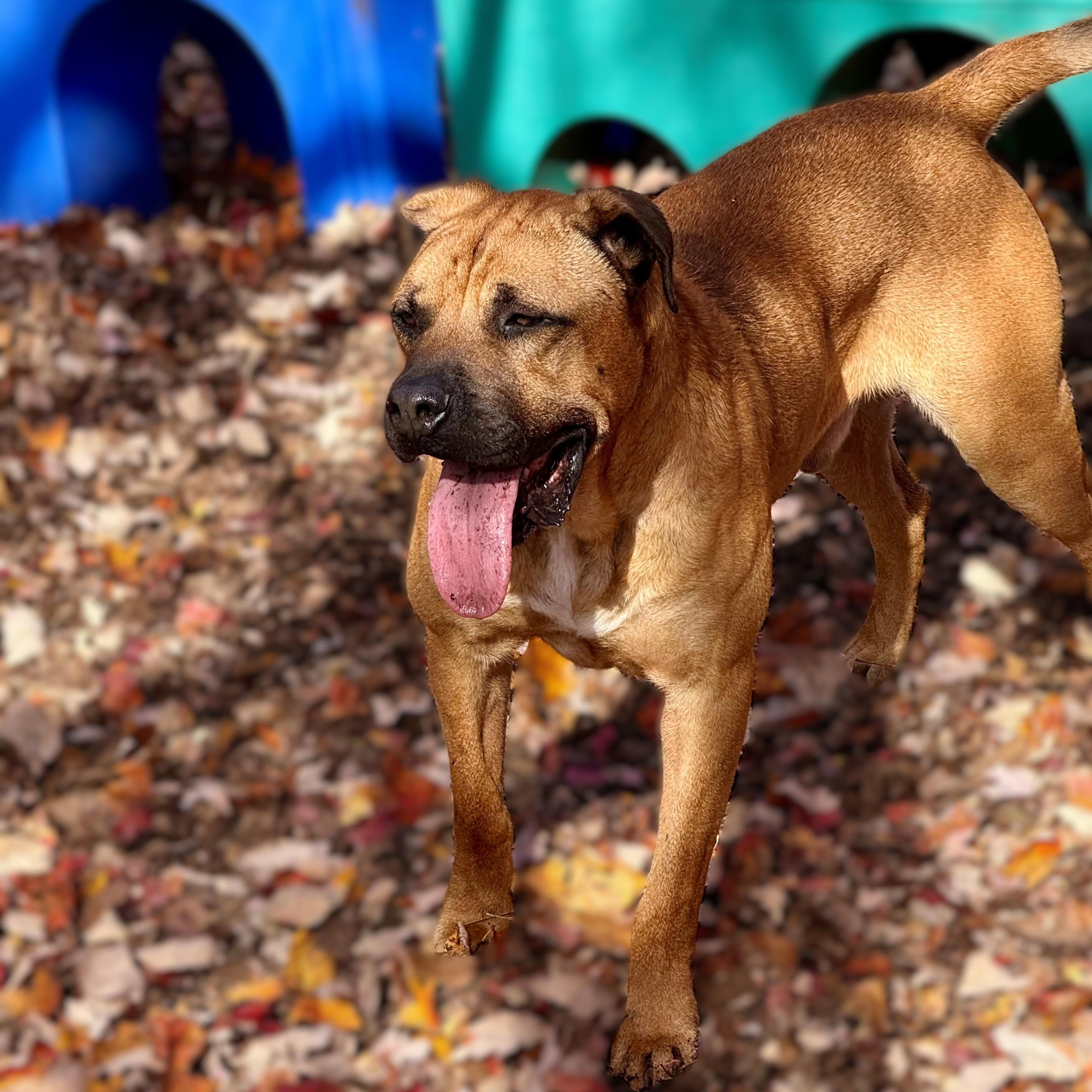 Enlarge Tye- #48974, a Adoptable Presa Canario in Columbia, MD image 3/5