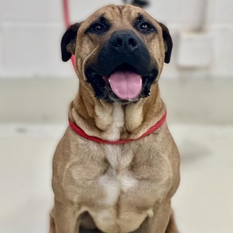 Enlarge Tye- #48974, a Adoptable Presa Canario in Columbia, MD image 5/5