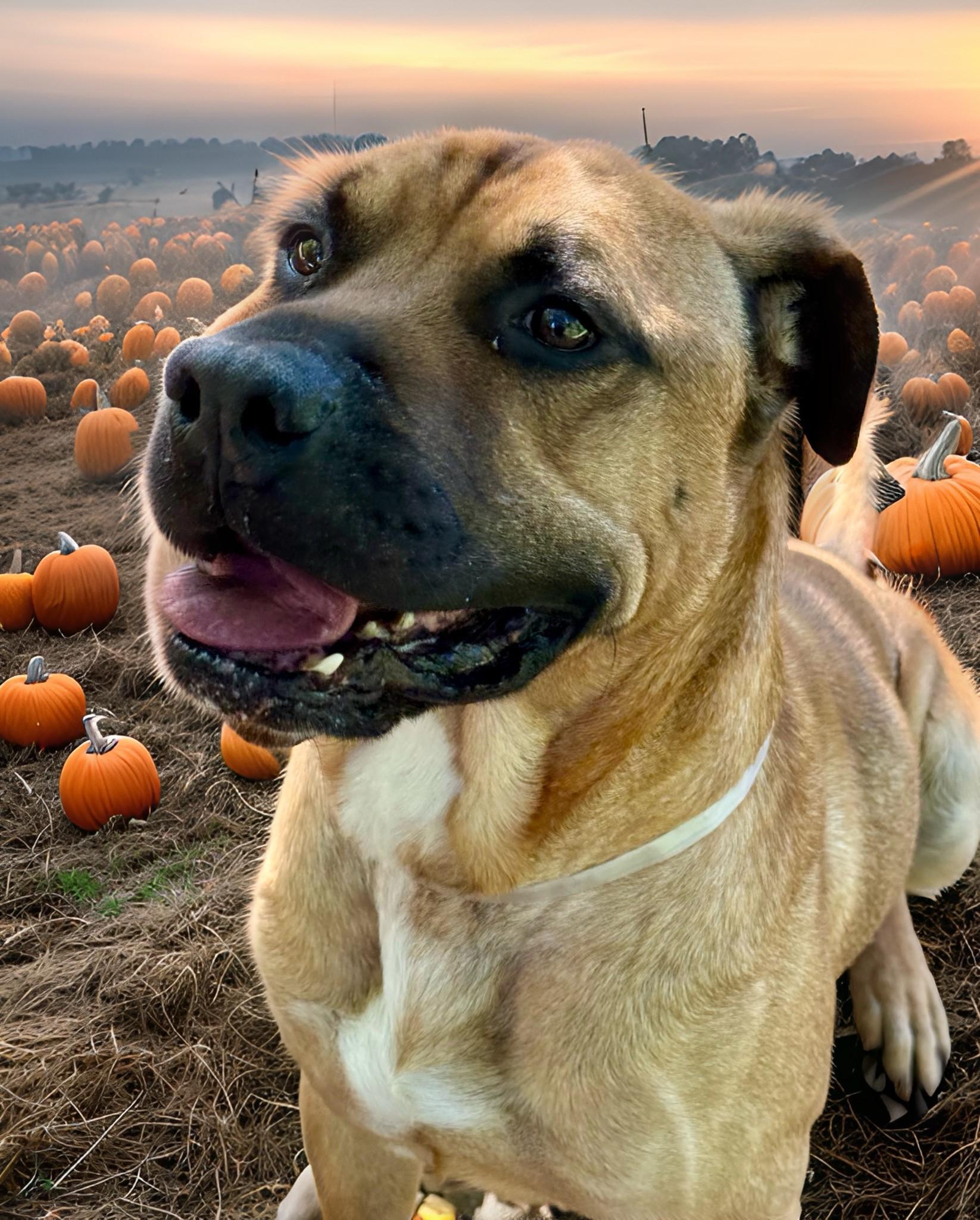 Enlarge Tye- #48974, a Adoptable Presa Canario in Columbia, MD image 4/5