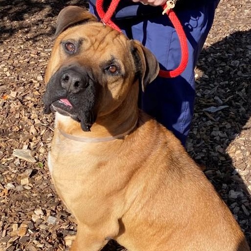 Tye- #48974, Adoptable, Adult Male Presa Canario.