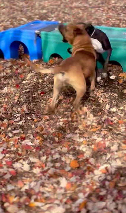 Enlarge Tye- #48974, a Adoptable Presa Canario in Columbia, MD video 2/5