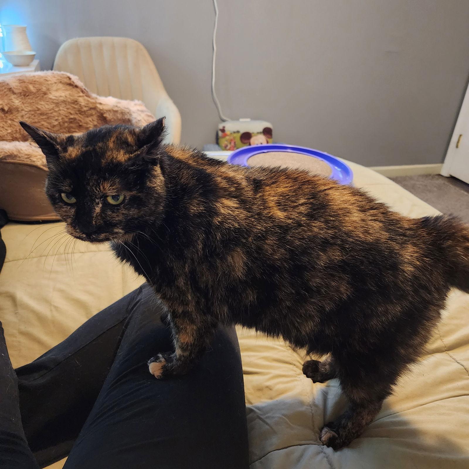 (KS Courtesy Post) Gertie, Adoptable, Adult Female Domestic Short Hair & Tortoiseshell.