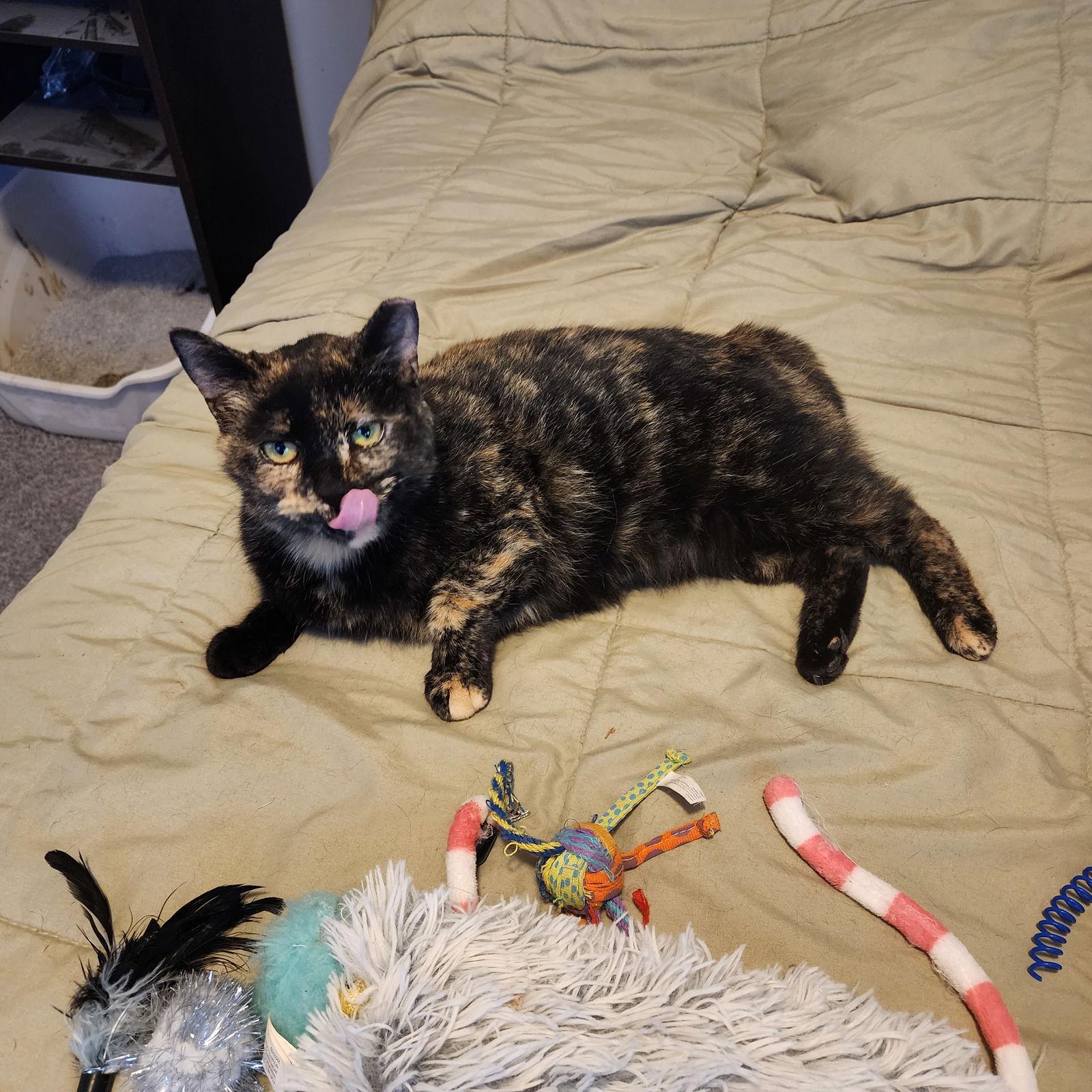 Enlarge (KS Courtesy Post) Gertie, a Adoptable mixed breed in Gettysburg, PA image 3/3