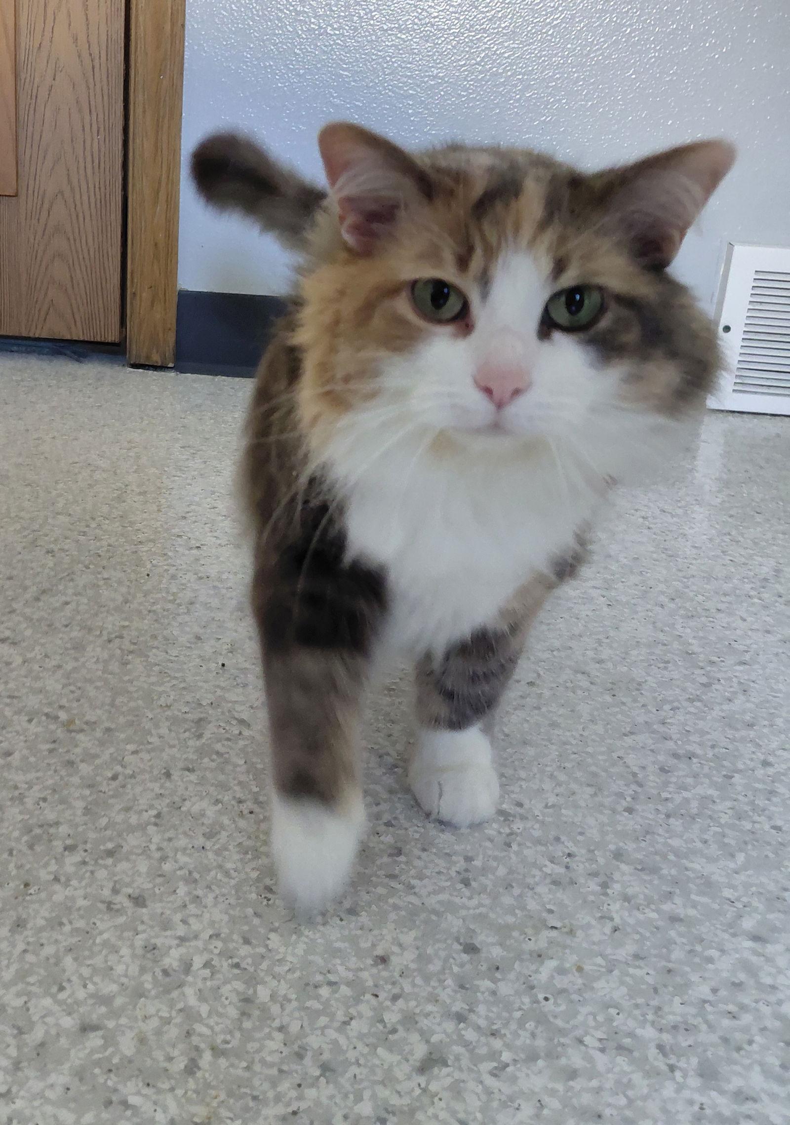 Aria, Adoptable, Adult Female Domestic Long Hair & Calico.