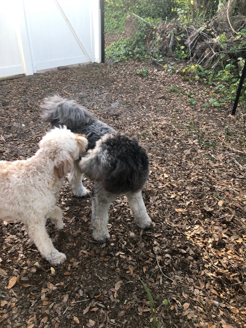 Ace , Adopted, Puppy Male Goldendoodle & Labradoodle.