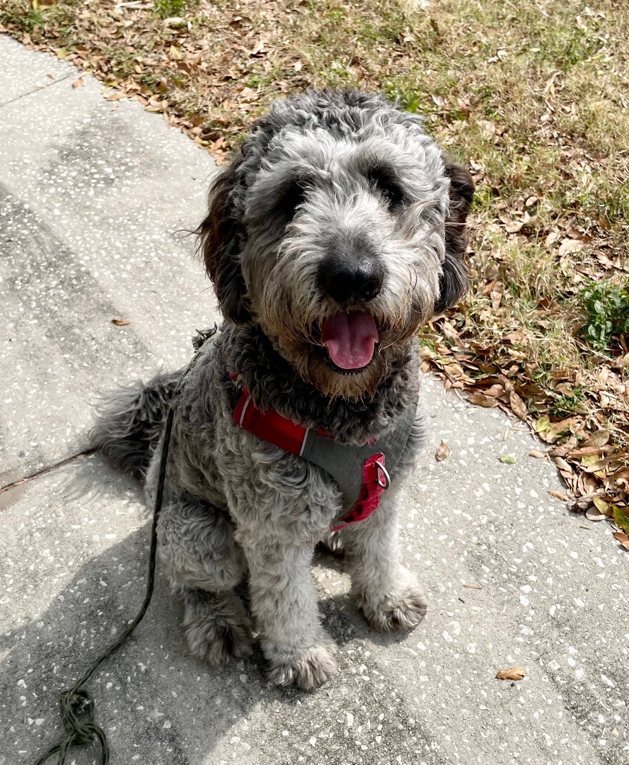 Enlarge Ace , a Adopted mixed breed image 2/6