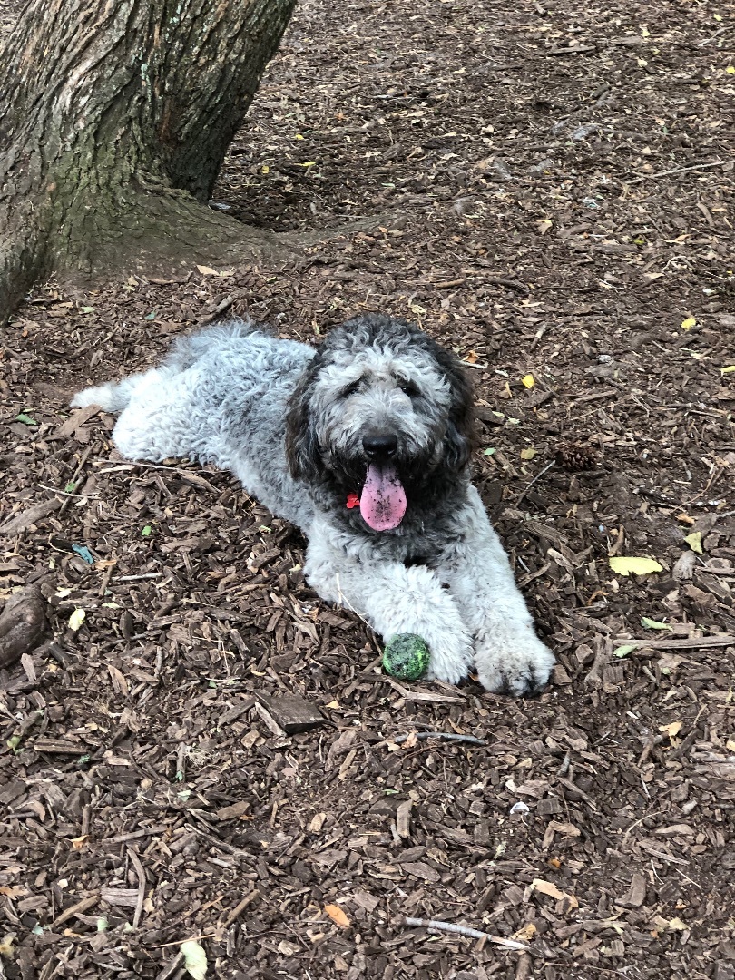 Enlarge Ace , a Adopted mixed breed image 3/6