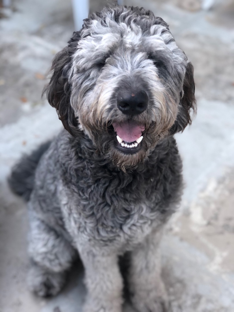 Enlarge Ace , a Adopted mixed breed image 4/6