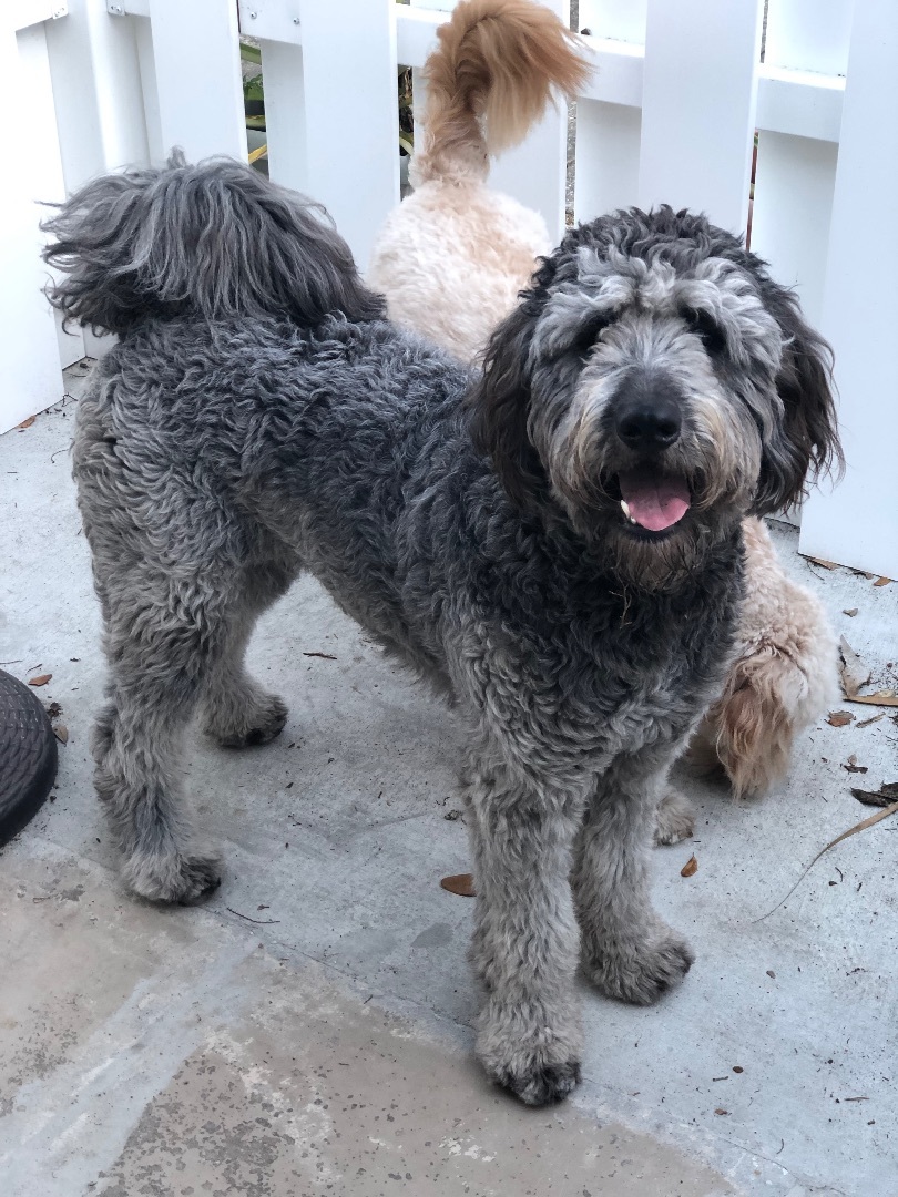 Enlarge Ace , a Adopted mixed breed image 5/6