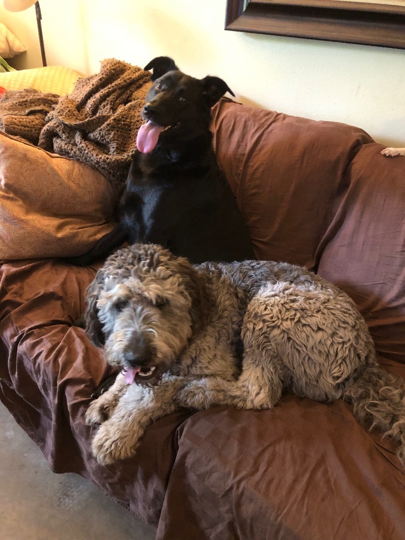 Enlarge Ace , a Adopted mixed breed image 6/6