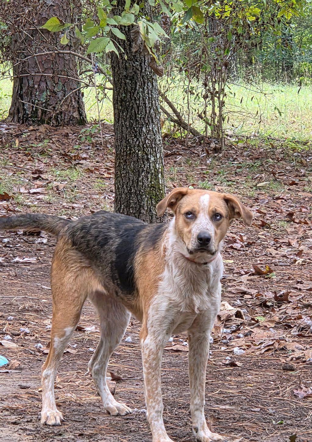 Dixie, a Adoptable Catahoula Leopard Dog in Melbourne, AR image 1/3
