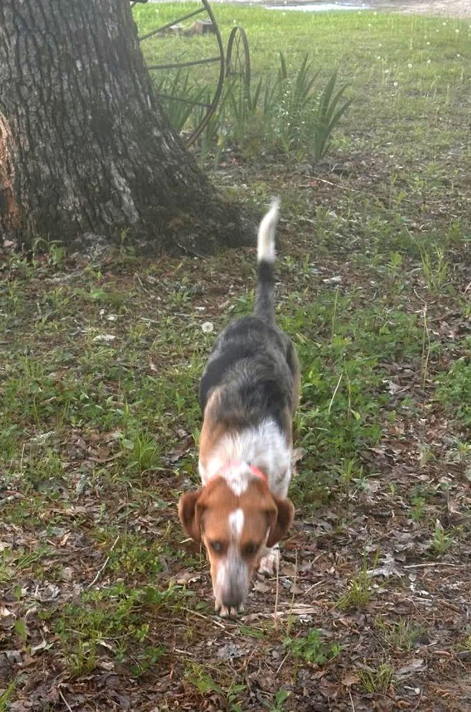 Dixie, a Adoptable Catahoula Leopard Dog in Melbourne, AR image 3/3