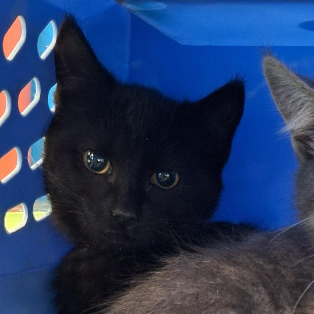 December, Adoptable, Kitten Female Domestic Medium Hair.