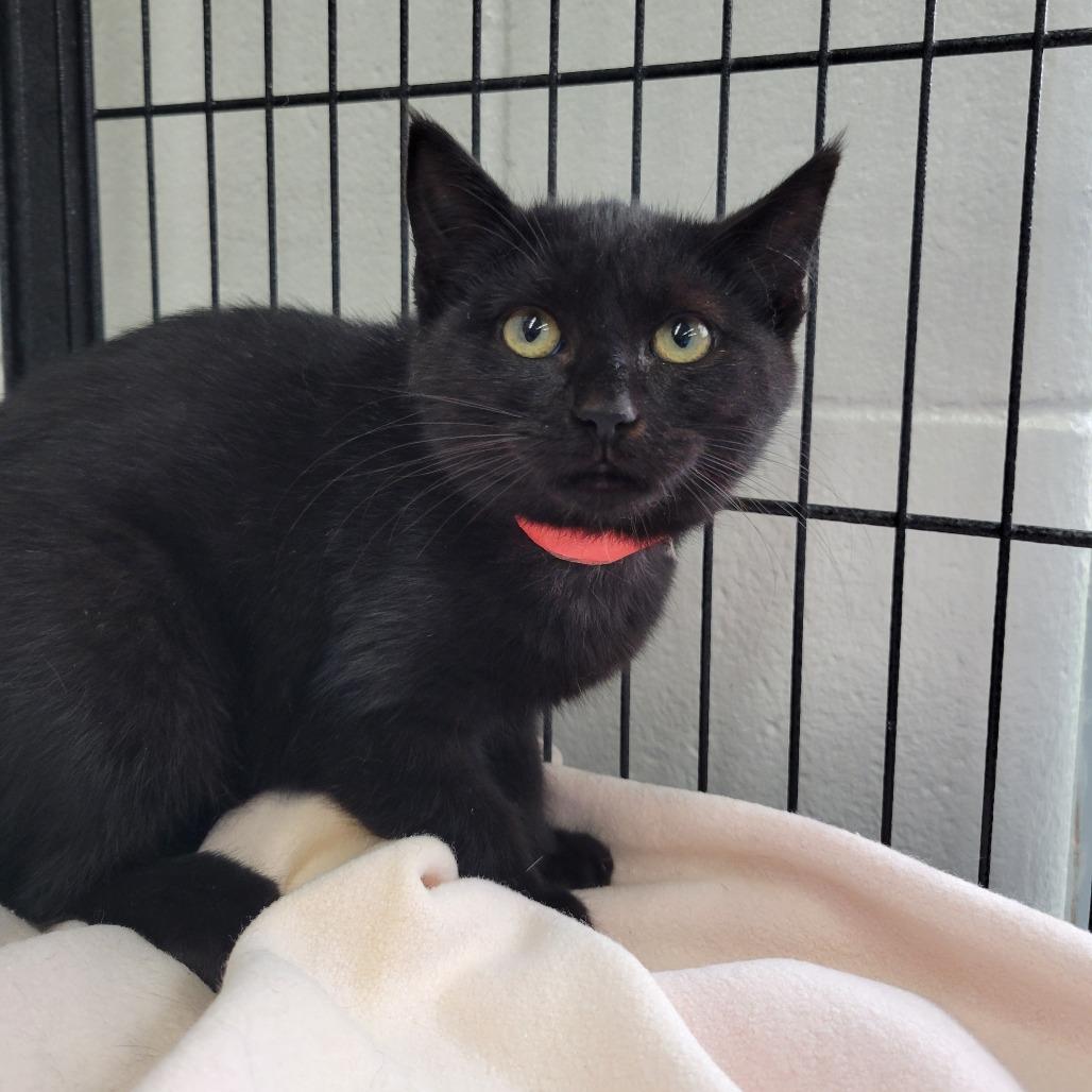 December, a Adoptable Domestic Medium Hair in Montgomery, AL image 2/2