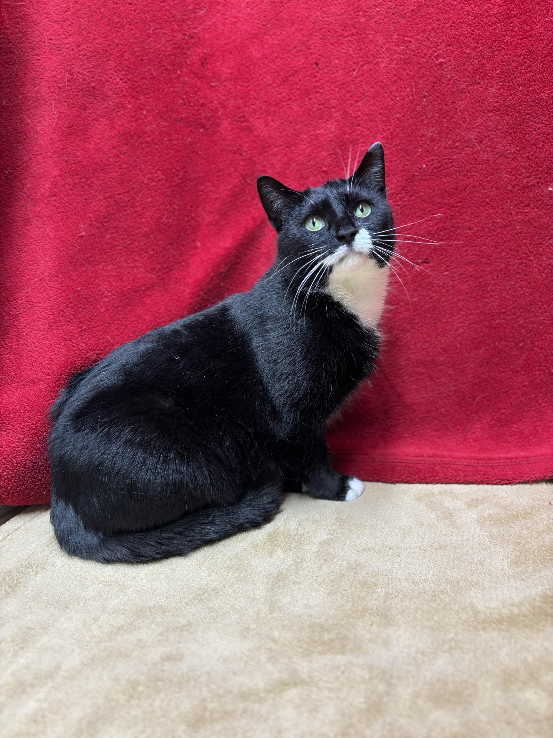 Enlarge Sally, an adoptable mixed breed in Upper Sandusky, OH image 1/2