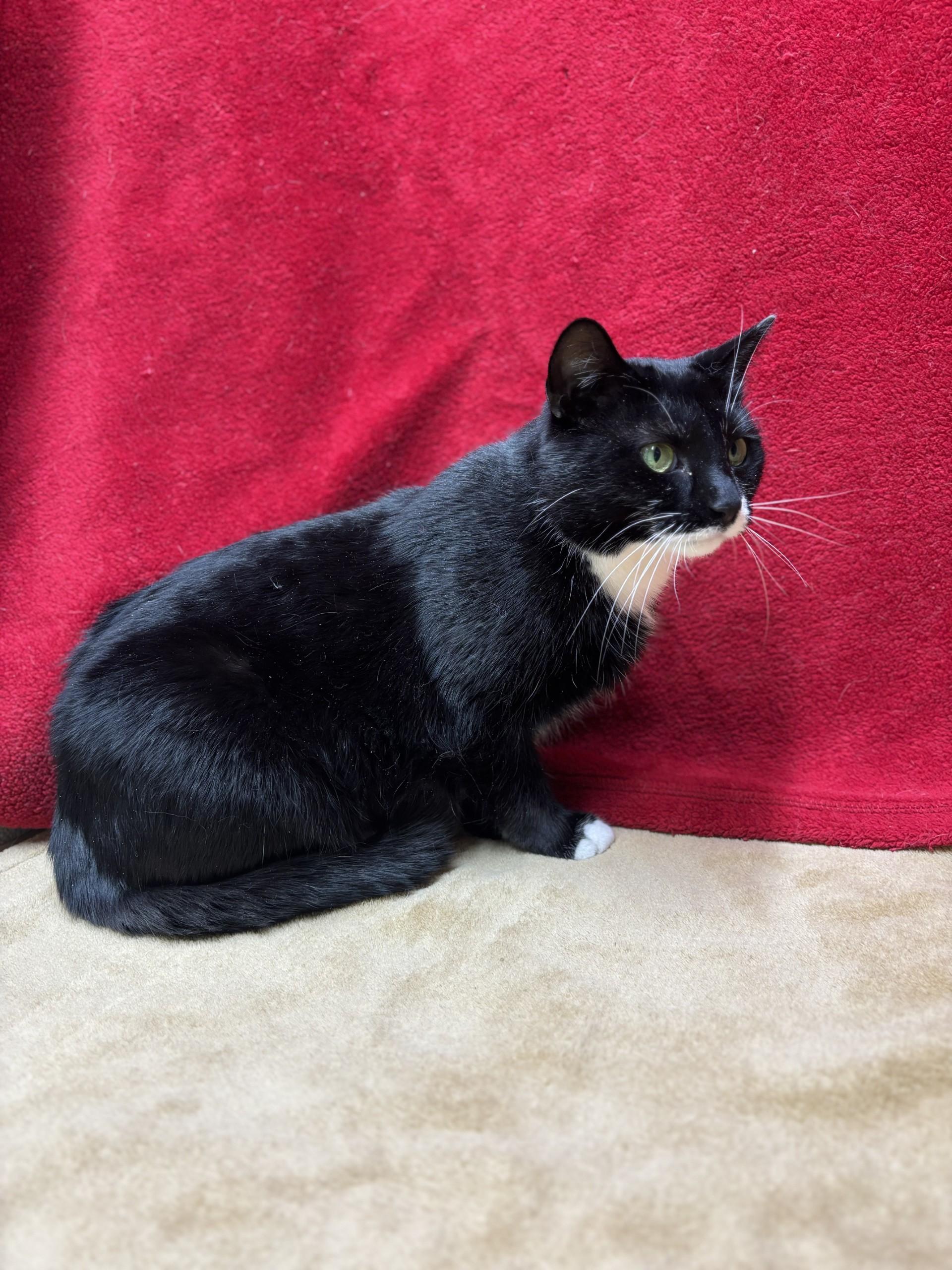 Enlarge Sally, an adoptable mixed breed in Upper Sandusky, OH image 2/2